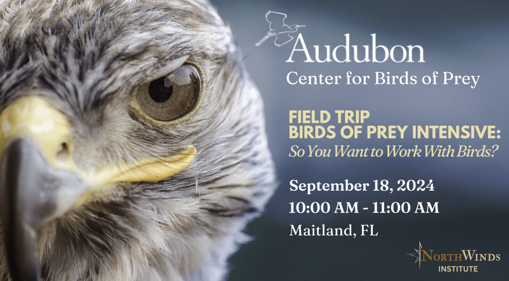 A close-up image of a hawk's face, focusing on its striking eye and beak, with a blurred background. The image is used to promote an educational field trip about birds of prey.